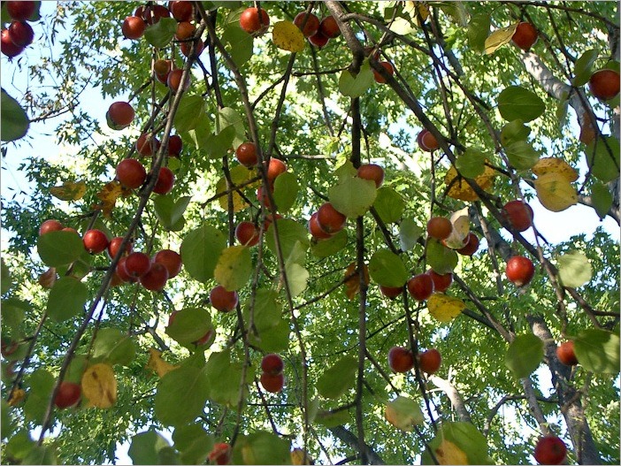 The fruit